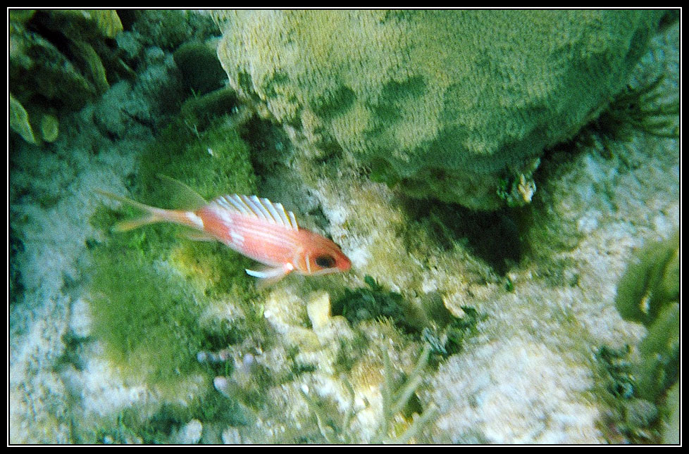 14 Reef near sandbar with some fish